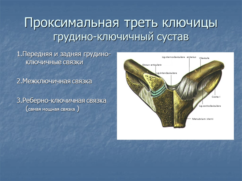 Проксимальная треть ключицы грудино-ключичный сустав 1.Передняя и задняя грудино-ключичные связки 2.Межключичная связка 3.Реберно-ключичная связка